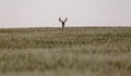 Prairie Mule Deer Royalty Free Stock Photo