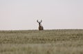 Prairie Mule Deer Royalty Free Stock Photo