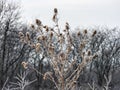 Prairie Plant with Frost: Multiple prairie seed head covered in early morning frost on an overcast winter day