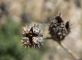 Prairie plant whose seeds are ripe, seeds are spread and scattered around.