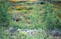 Prairie with poplars, bushes and grasses, USA Royalty Free Stock Photo