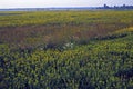 Prairie Pothole in Goose Lake Prairie 41445