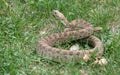 Prairie Rattlesnake Royalty Free Stock Photo