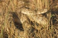 Prairie Rattlesnake Royalty Free Stock Photo