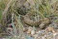 Prairie Rattlesnake Royalty Free Stock Photo