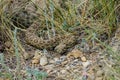 Prairie Rattlesnake Royalty Free Stock Photo