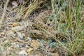 Prairie Rattlesnake Royalty Free Stock Photo