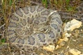 Prairie Rattlesnake (Crotalus viridis) Royalty Free Stock Photo