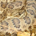 Prairie Rattlesnake (Crotalus viridis) Royalty Free Stock Photo