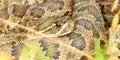 Prairie Rattlesnake (Crotalus viridis) Royalty Free Stock Photo