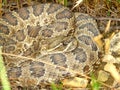 Prairie Rattlesnake South Dakota Royalty Free Stock Photo