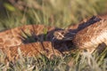 Prairie Rattlesnake with tongue out