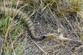 Prairie Rattlesnakes tail Royalty Free Stock Photo