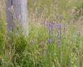 Prairie Roadside