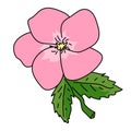 Prairie rose illustration vector isolated