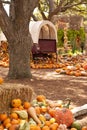 Prairie Schooner Wagon Behind Large Tree Royalty Free Stock Photo