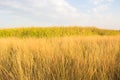 Prairie sky Royalty Free Stock Photo