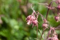 Prairie smoke, Geum triflorum Royalty Free Stock Photo