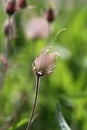 Prairie Smoke 2 - Geum triflorum Royalty Free Stock Photo