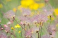 Prairie Smoke Wildflowers at Carden Alvar Provincial Park Royalty Free Stock Photo