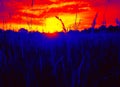 Prairie at sunset infrared Royalty Free Stock Photo