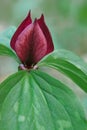 Prairie Trillium Royalty Free Stock Photo