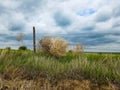 Prairie Tumbleweed, Tumbleweeds, Fence, Barb Wire