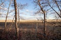 Prairie view through the trees in the evening