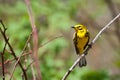 Prairie Warbler Royalty Free Stock Photo