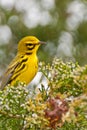 Prairie Warbler Royalty Free Stock Photo