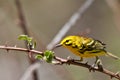 Prairie Warbler Royalty Free Stock Photo