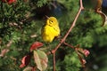 Prairie Warbler (Dendroica discolor) Royalty Free Stock Photo