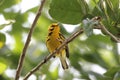 Prairie Warbler Dendroica discolor Royalty Free Stock Photo