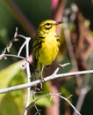 Prairie Warbler Royalty Free Stock Photo