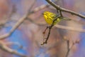 Prairie Warbler - Setophaga discolor