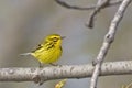 Prairie Warbler, Setophaga discolor, perched on a branch Royalty Free Stock Photo