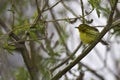Prairie Warbler, Setophaga discolor, perched in a tree Royalty Free Stock Photo