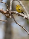 Prairie Warbler Royalty Free Stock Photo