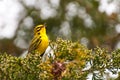 Prairie Warbler Royalty Free Stock Photo