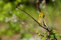 Prairie Warbler Royalty Free Stock Photo