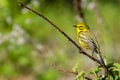 Prairie Warbler Royalty Free Stock Photo