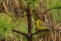 Prairie Warbler Royalty Free Stock Photo
