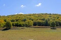 The prairie and White Birch Royalty Free Stock Photo