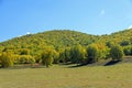 The prairie and White Birch Royalty Free Stock Photo