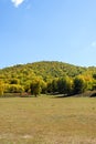 The prairie and White Birch Royalty Free Stock Photo