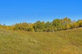 The prairie and White Birch on the hillside Royalty Free Stock Photo