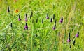 Prairie Wild Flower Abstract