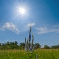 Prairie with wild flowers on cloudy sky background Royalty Free Stock Photo