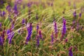 Prairie wild flowers and feather