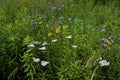 Prairie Wildflowers 808619